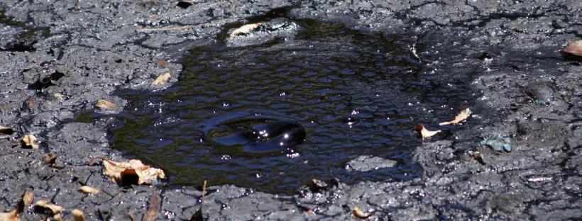 蜻蜓|为什么现在下雨天也少有蜻蜓了？因为人类欺骗了它们的感情