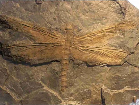 蜻蜓|为什么现在下雨天也少有蜻蜓了？因为人类欺骗了它们的感情