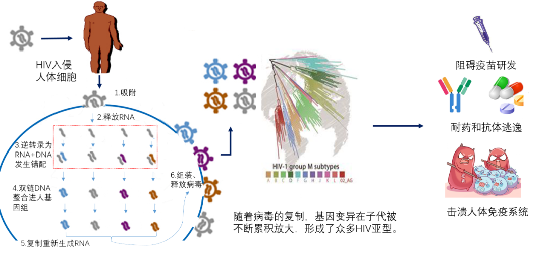 中国疾控中心|变形金刚—艾滋病病毒