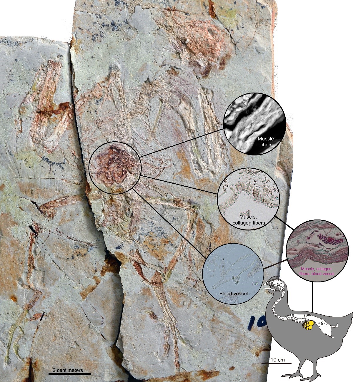 科普|早白垩世时候，鸟类祖先产蛋速度很慢？古生物学家有了这些发现