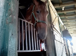 酒驾|酒后骑马,到底算不算酒驾?