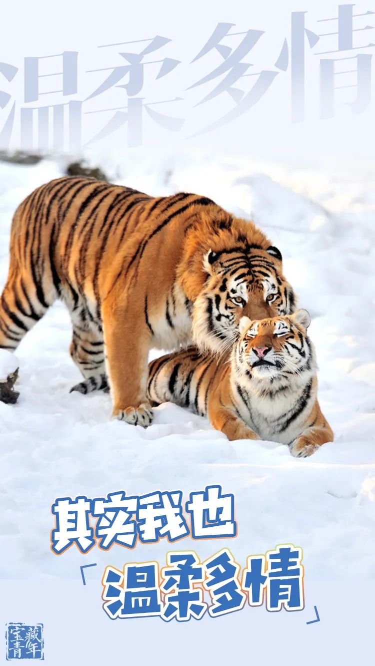 时政|嗷呜~~~嗷呜~~~嗷呜~~~