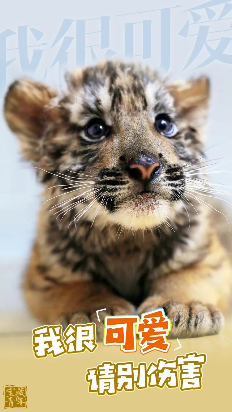 时政|嗷呜~~~嗷呜~~~嗷呜~~~