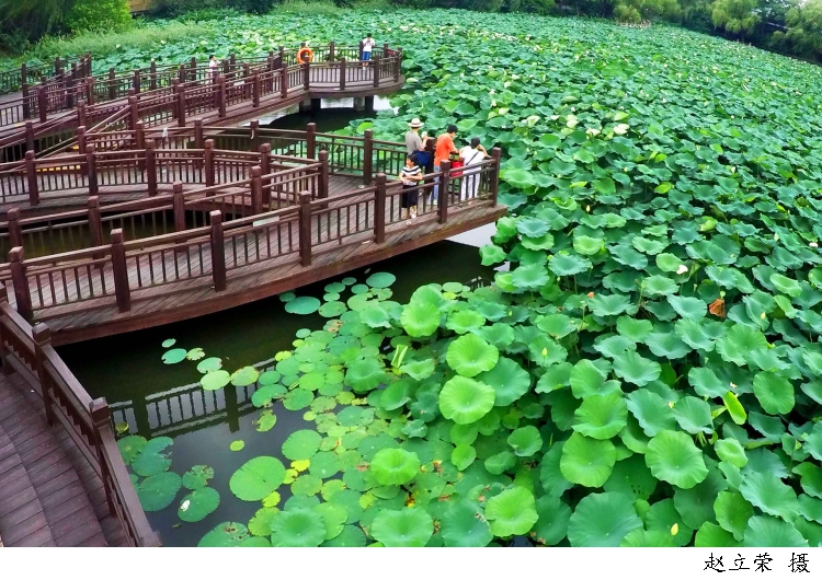 生活|烈日炎炎，试试清热解暑的“荷疗”吧