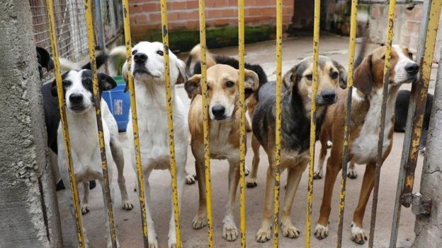 疫情|巴西疫情恶化致宠物弃养数猛增五倍 引发一系列问题