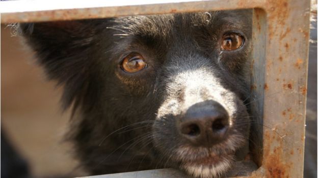 疫情|巴西疫情恶化致宠物弃养数猛增五倍 引发一系列问题