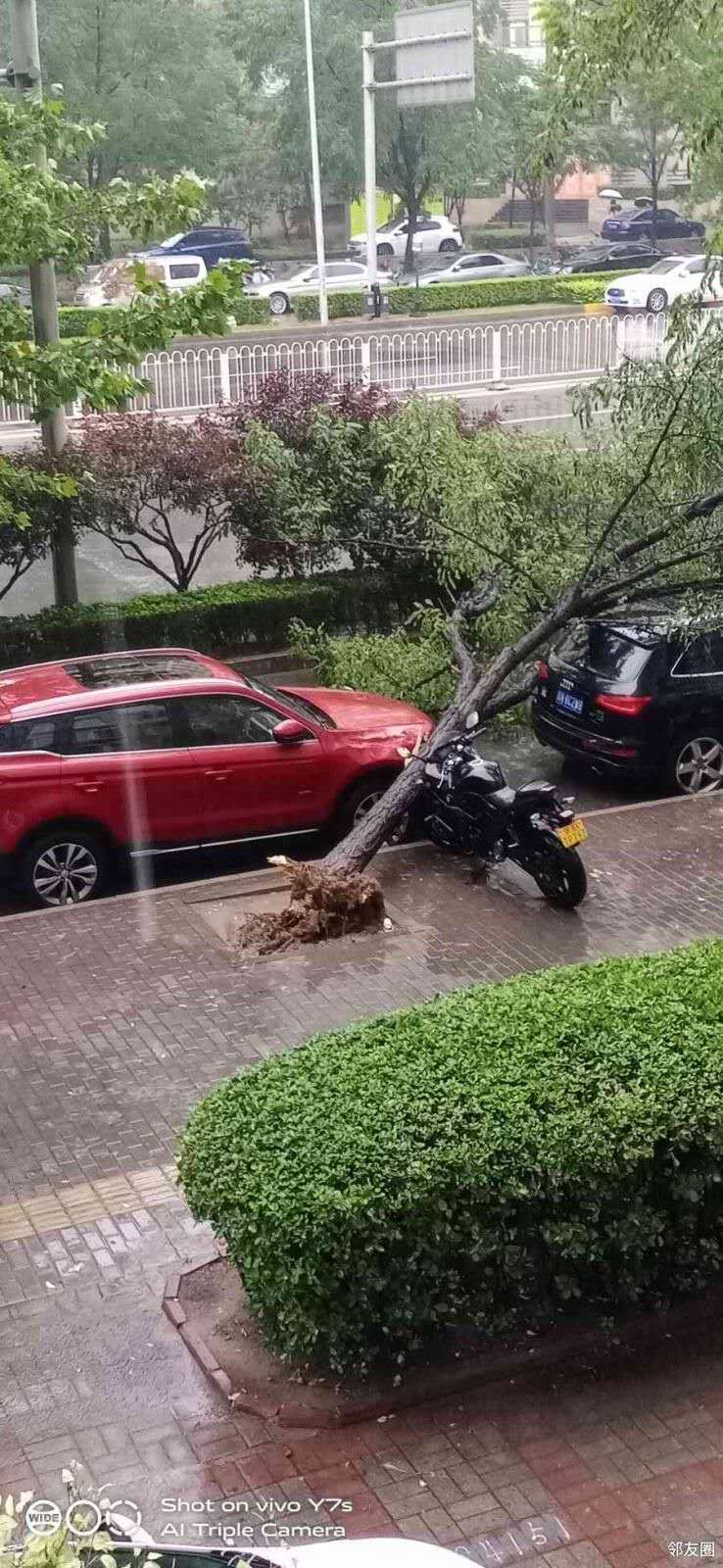 摩托车|雨中大树齐根断，一连砸了三辆车