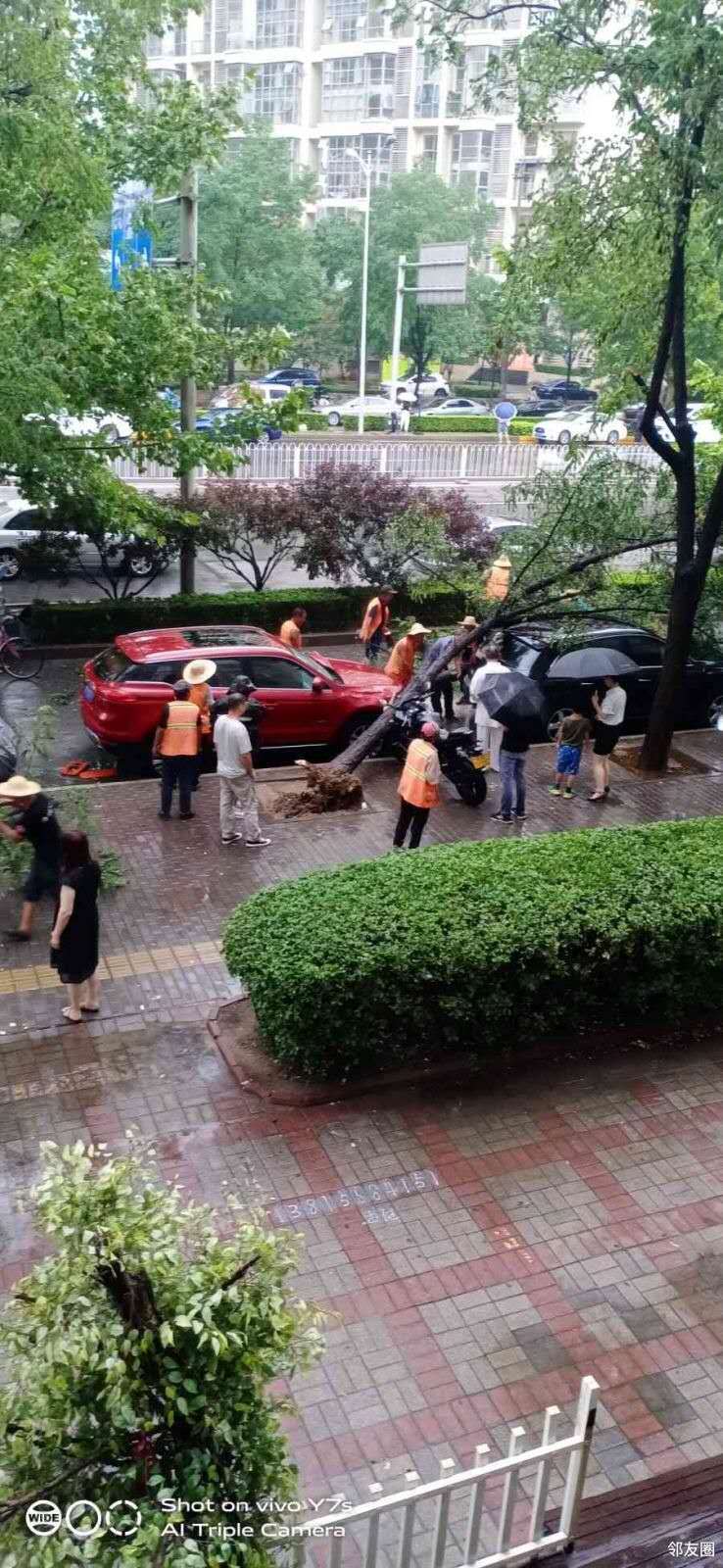 摩托车|雨中大树齐根断，一连砸了三辆车