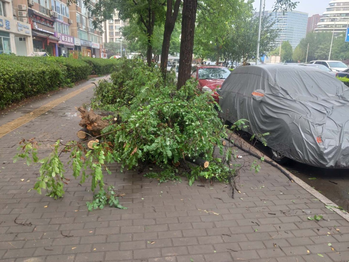 摩托车|雨中大树齐根断，一连砸了三辆车