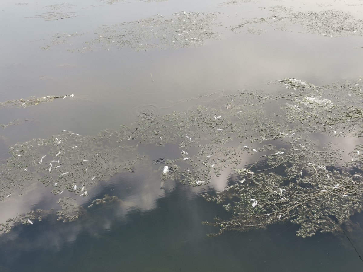 北京日报|雨后凉水河通州段大批小鱼翻白肚，或为天热缺氧所致