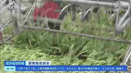 央视财经|联合国警告:前所未有的粮食危机在逼近!一组数据告诉你端牢“中国饭碗”有底气!