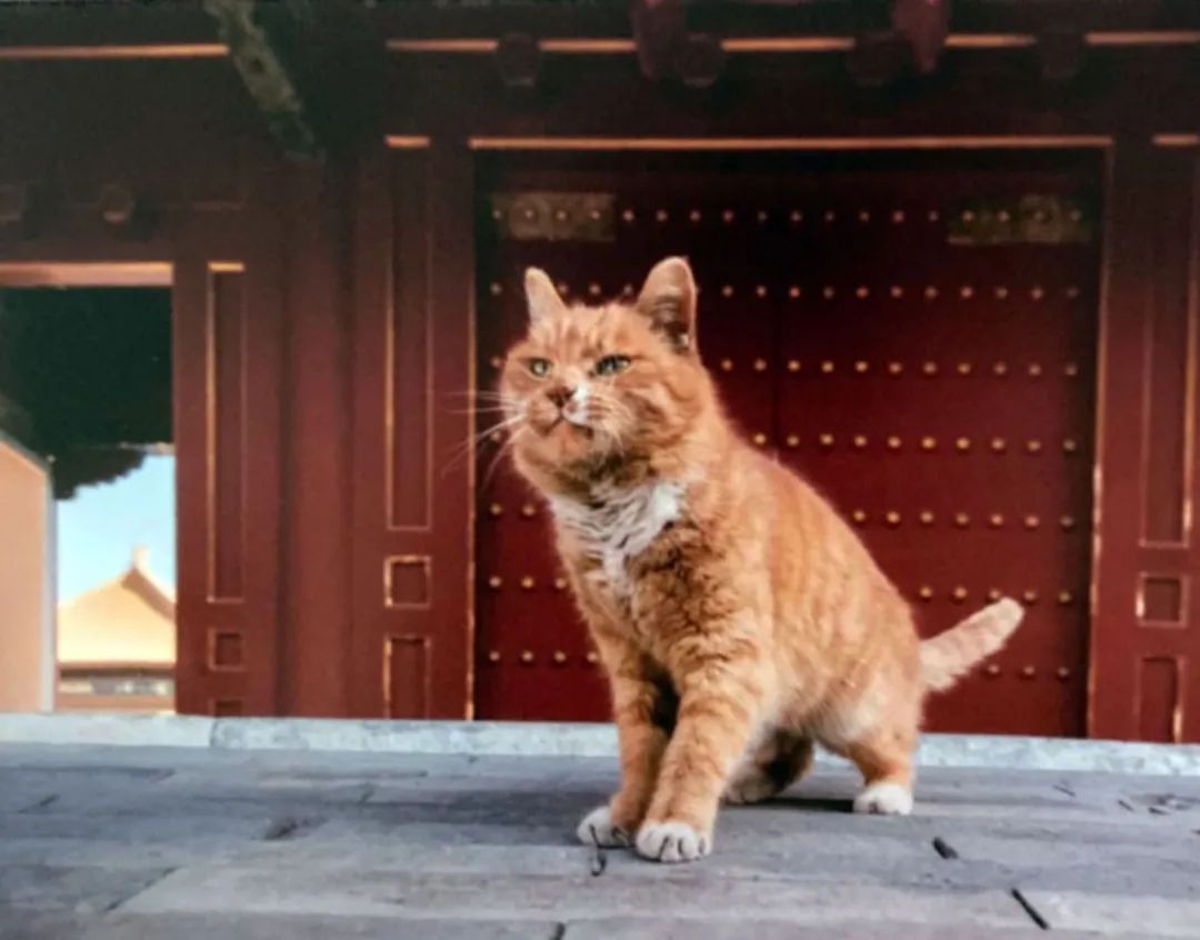 物理|传奇还将继续——怀念一代宗师Ward Plummer