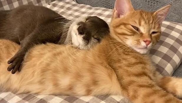 水獭|超级治愈!日本一网友拍到宠物水獭抱着橘猫睡觉