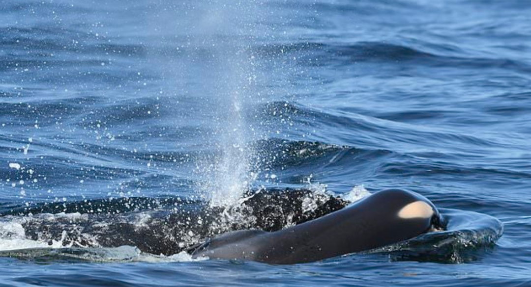 虎鲸|托着尸体走了17天的她，又怀孕了
