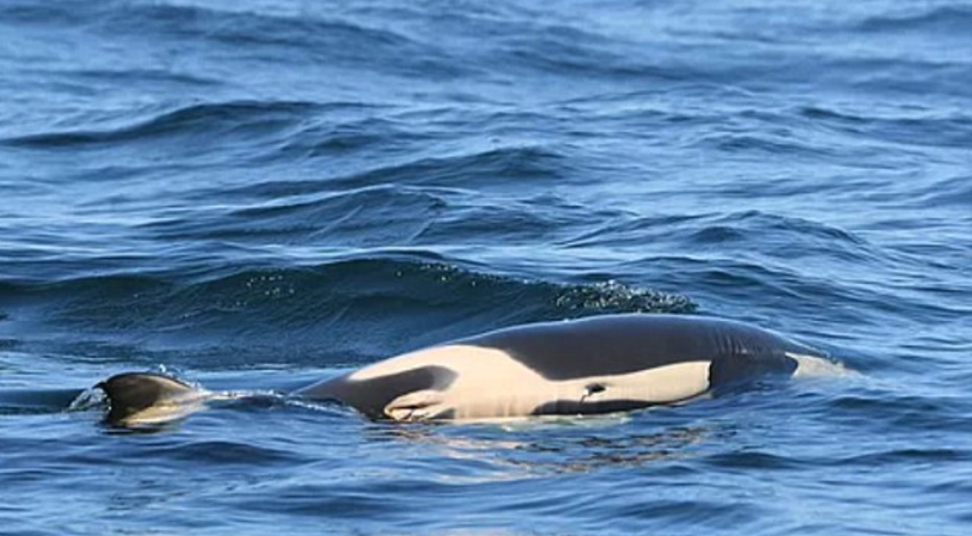 虎鲸|托着尸体走了17天的她，又怀孕了