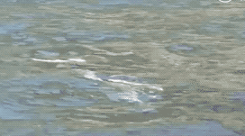 虎鲸|托着尸体走了17天的她，又怀孕了