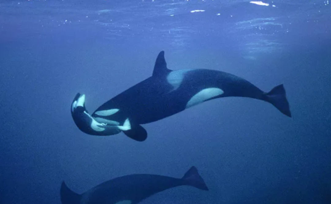 虎鲸|托着尸体走了17天的她，又怀孕了