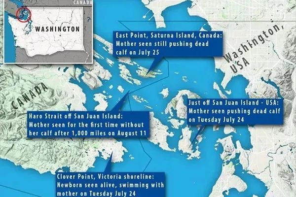 虎鲸|托着尸体走了17天的她，又怀孕了