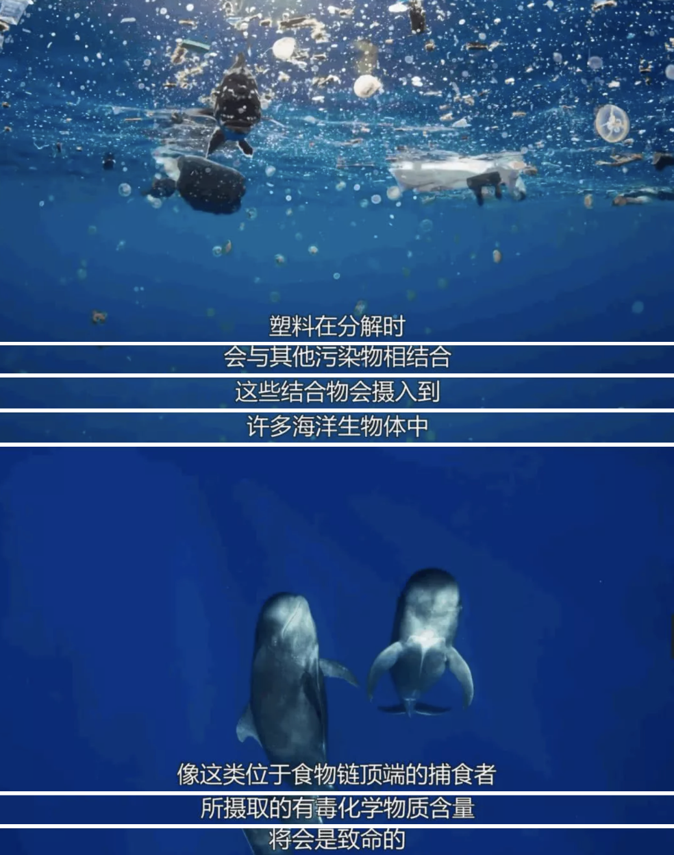 虎鲸|托着尸体走了17天的她，又怀孕了