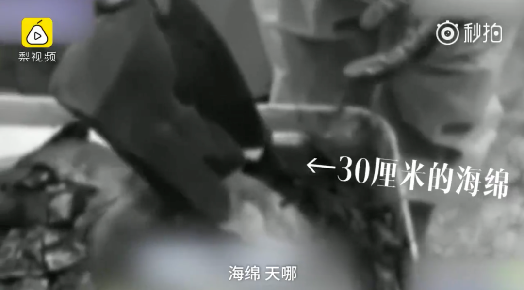 虎鲸|托着尸体走了17天的她，又怀孕了