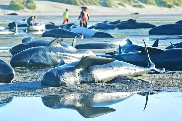 虎鲸|托着尸体走了17天的她，又怀孕了