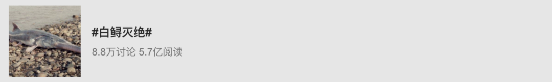 虎鲸|托着尸体走了17天的她，又怀孕了