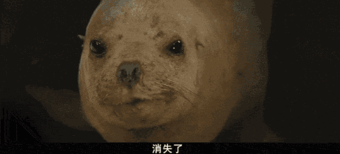 虎鲸|托着尸体走了17天的她，又怀孕了