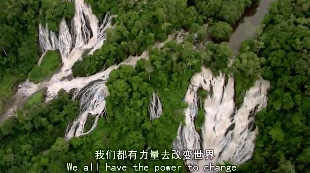 虎鲸|托着尸体走了17天的她，又怀孕了