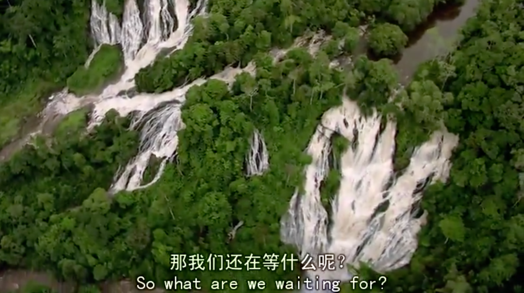 虎鲸|托着尸体走了17天的她，又怀孕了