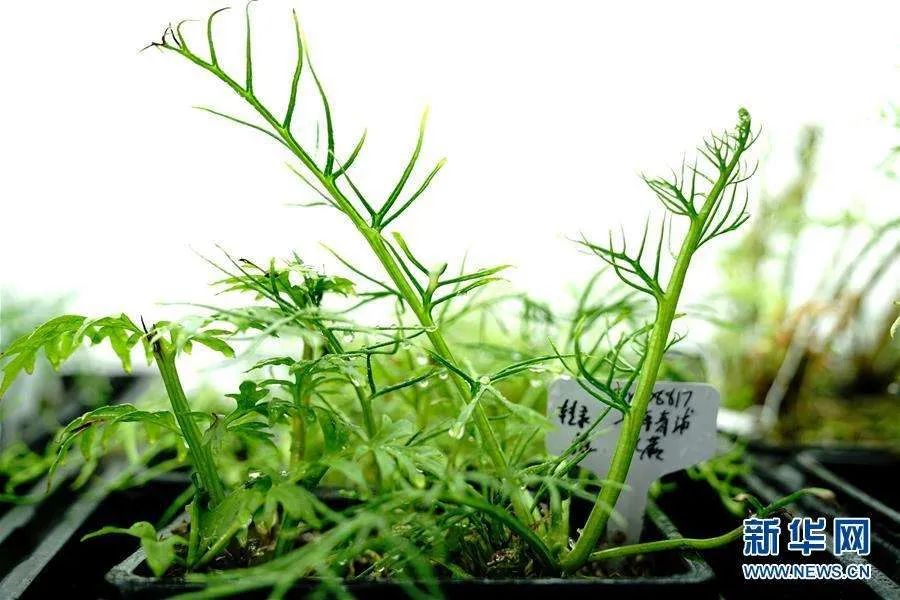 |一部手机“撬动”的直播经济异军突起