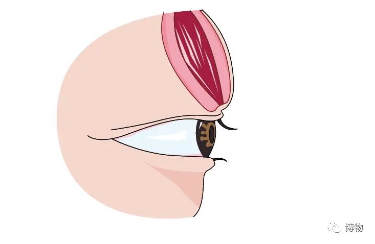 单眼皮|说出来你可能不信，wink能让眼睛变大