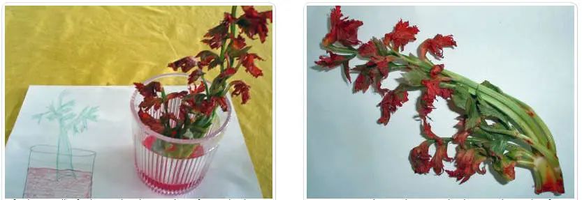 毛细管|今天的文章是真的水……