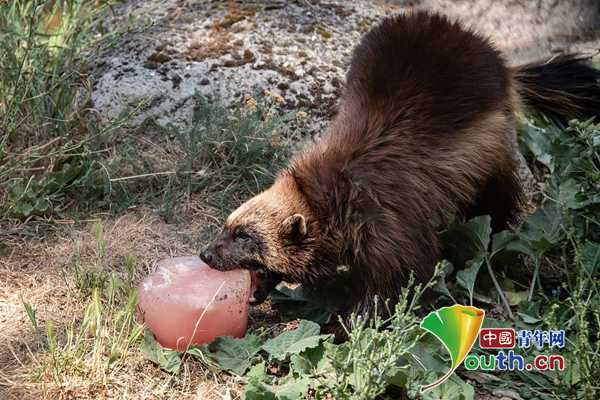 动物|巴黎迎来高温 动物们被招待备“冷饮”降温
