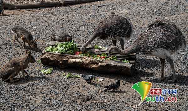 动物|巴黎迎来高温 动物们被招待备“冷饮”降温