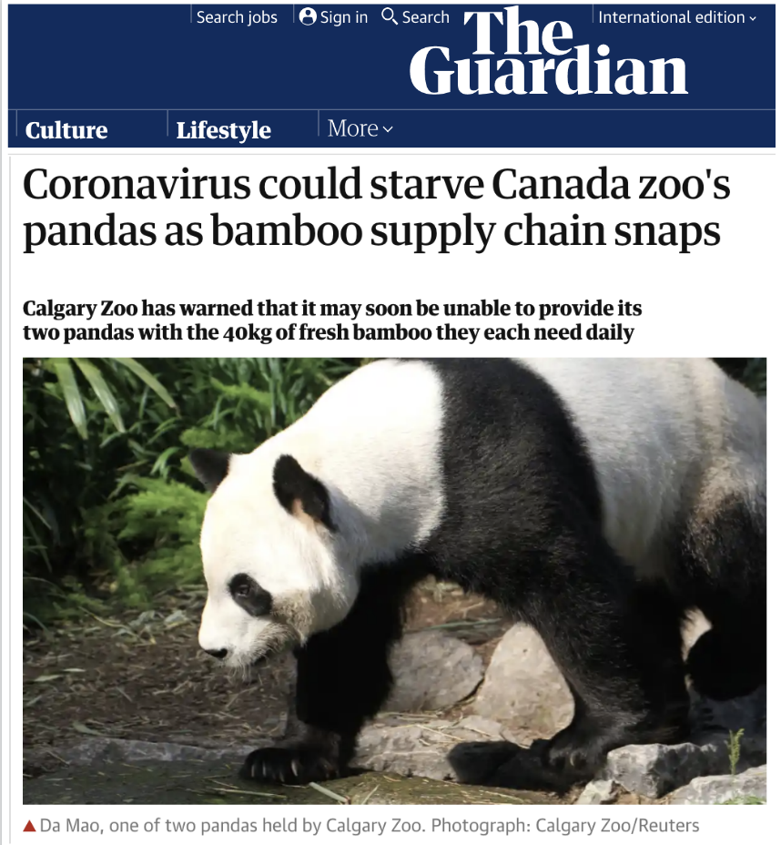 大熊猫|我们在加拿大的熊猫要断粮，马上去接！