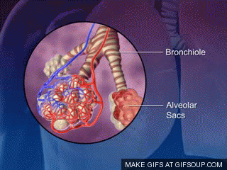 张力|让潜水员闻风丧胆的物理现象，杀死了三分之二的殉职潜水员