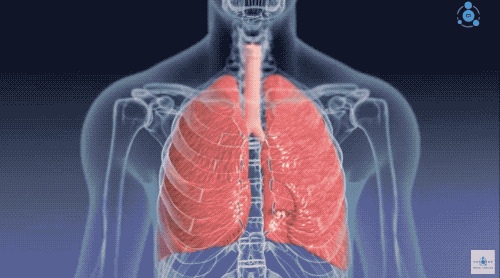 张力|让潜水员闻风丧胆的物理现象，杀死了三分之二的殉职潜水员