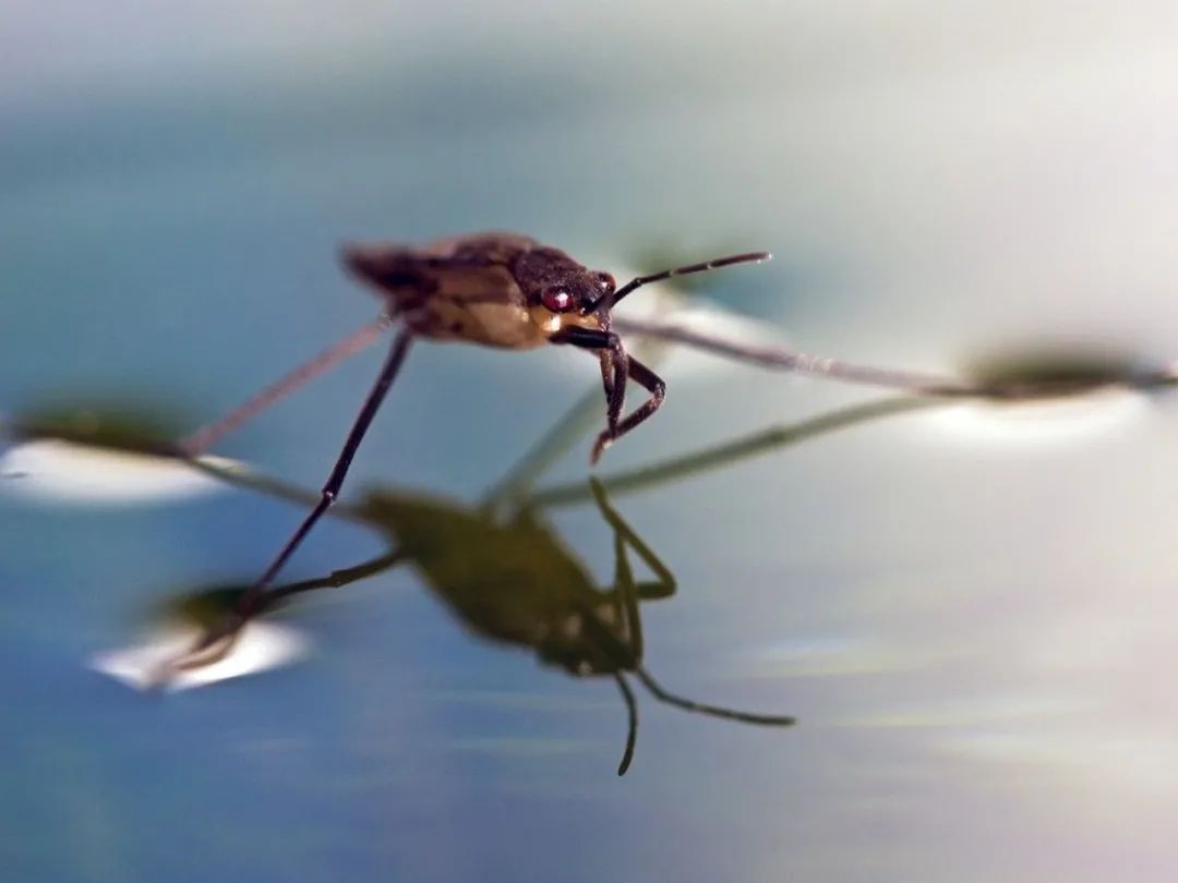 张力|让潜水员闻风丧胆的物理现象，杀死了三分之二的殉职潜水员