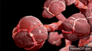 张力|让潜水员闻风丧胆的物理现象，杀死了三分之二的殉职潜水员