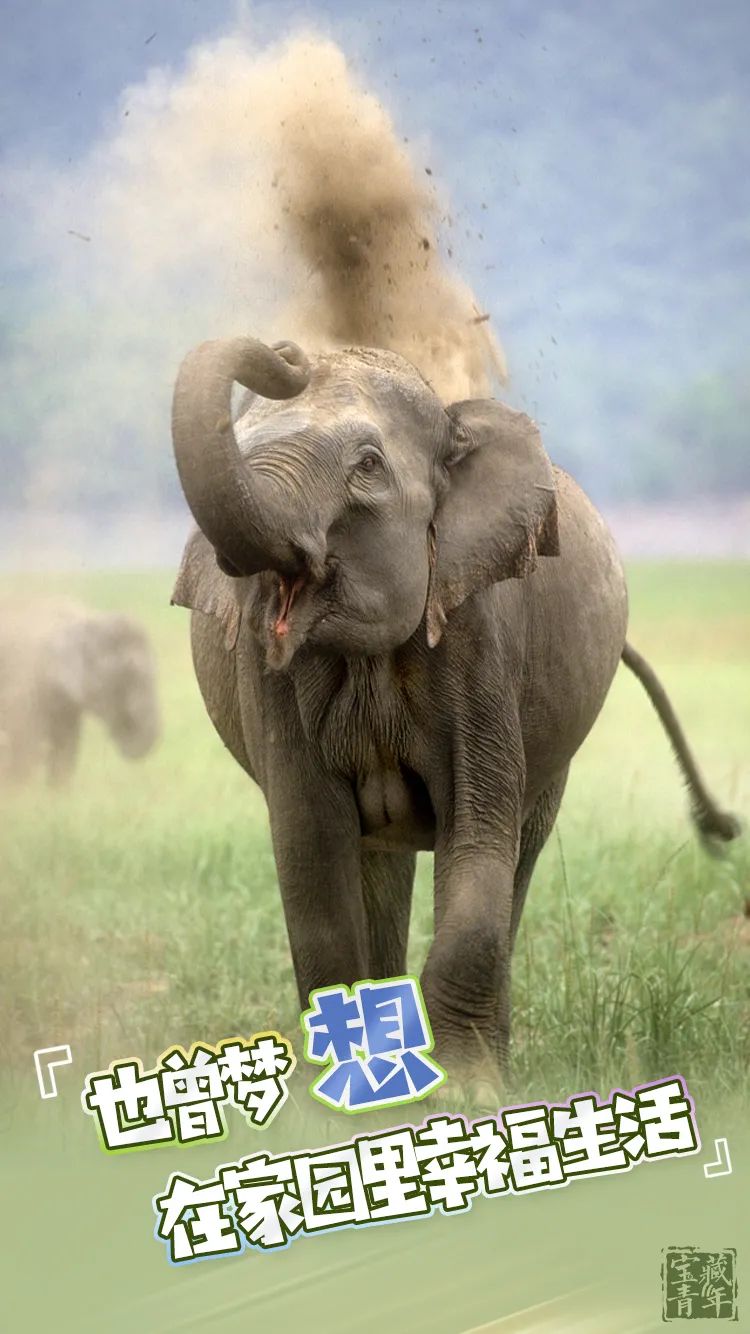 象牙制品|“我真的很想活着!”