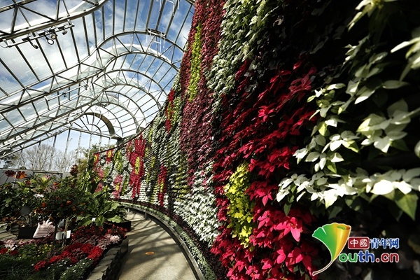 中国青年网|悉尼皇家植物园重新开放 室内花墙吸引游客