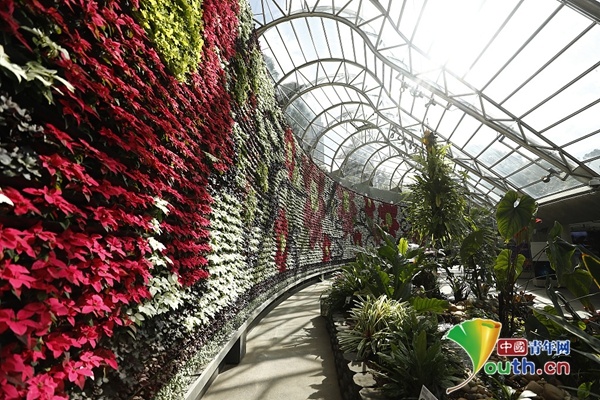 中国青年网|悉尼皇家植物园重新开放 室内花墙吸引游客