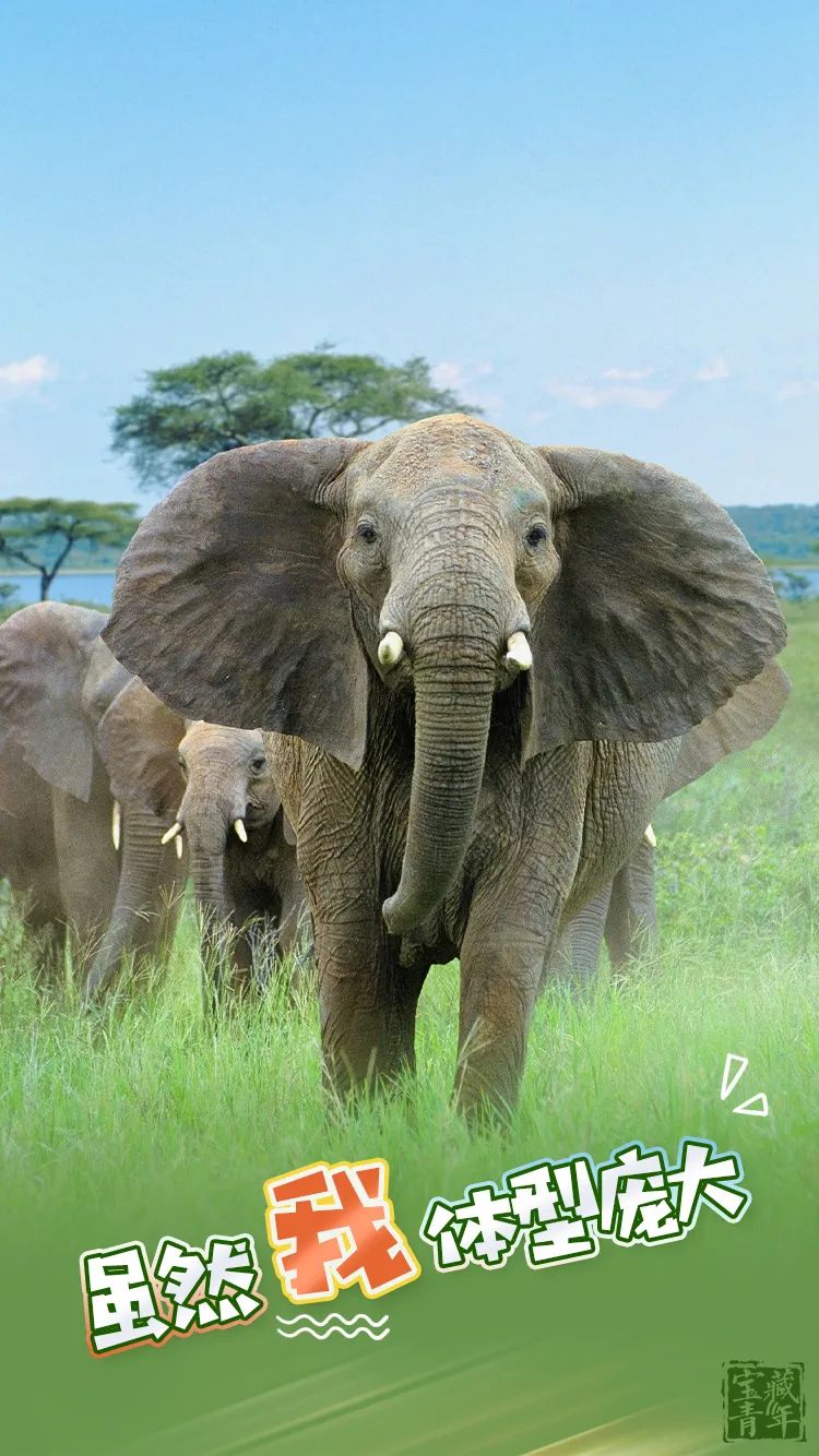 动物|“我真的很想活着！”