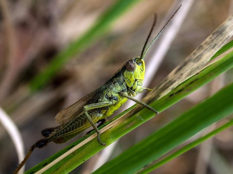 蝗虫|蝗虫为啥总聚堆？我国科学家最新研究揭示原因