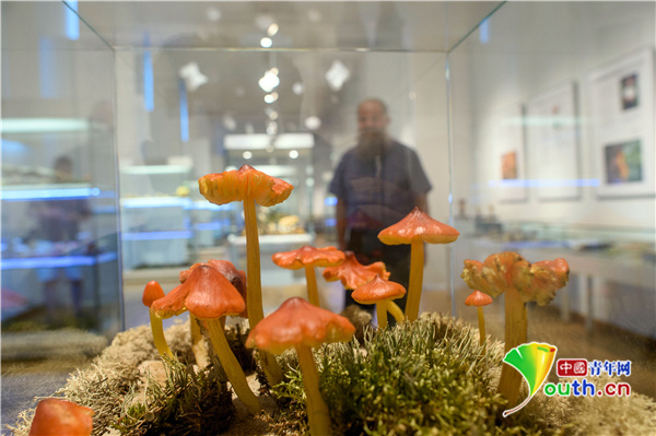 中国青年网|德国博物馆将举行蘑菇主题展 展出超200种1000余株特色松茸