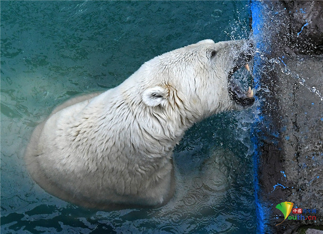 北极熊|俄罗斯动物园北极熊泡澡甩出水花
