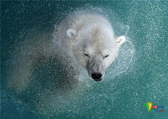 北极熊|俄罗斯动物园北极熊泡澡甩出水花