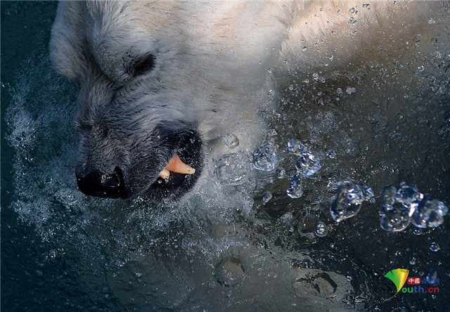 北极熊|俄罗斯动物园北极熊泡澡甩出水花