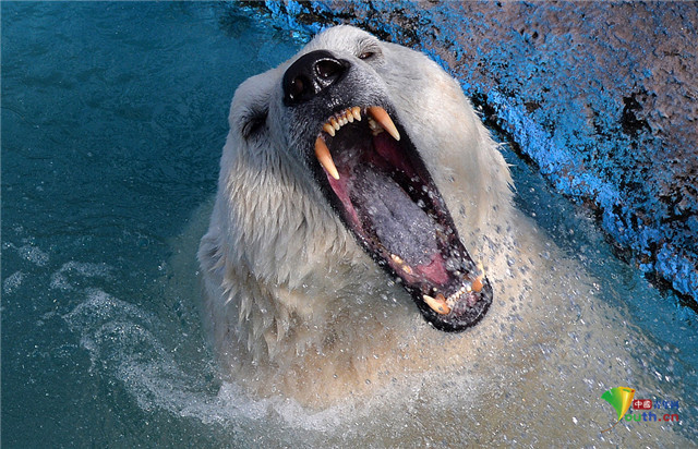 北极熊|俄罗斯动物园北极熊泡澡甩出水花