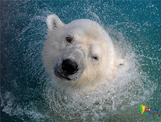 北极熊|俄罗斯动物园北极熊泡澡甩出水花